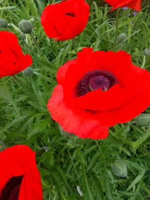 Papaver orientale L. - Мак восточный - Полярно-альпийский ботанический  сад-институт им. Н.А. Аврорина