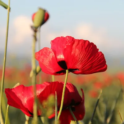 Семена Мак самосейка (Papaver rhoeas) - Цена: €2.05