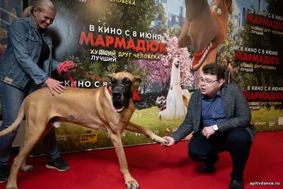 Marmaduke (2010) - IMDb