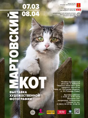 Мартовский кот. | Пикабу