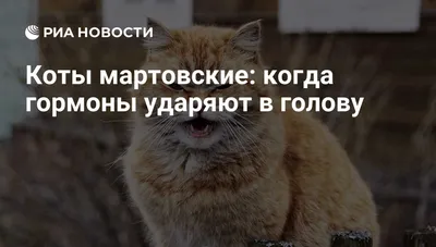 В Ростове-на-Дону подвели итоги ежегодной акции «Мартовский кот» —  Управление ветеринарии Ростовской области