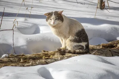 Вопрос задаёт Мартовский Кот: – \"А что там с весной? Не видать еще?\" 😺  Солнечного позитивного дня, #Митино 🍀 ⠀⠀ 📸: @eduard_from_rus | Instagram