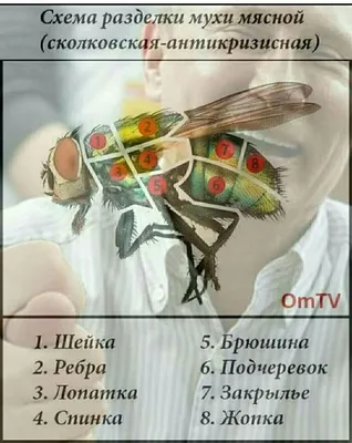 Удостоверение шуточного характера Врача - Похметолога прикол корочка  сувенир ксива пропуск | AliExpress