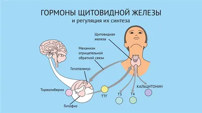 Простыми словами о медицинских анализах щитовидной железы | LabHub | Дзен