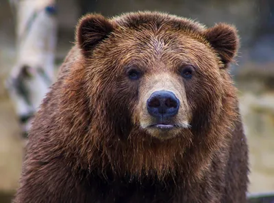 Сибирский бурый медведь (Ursus arctos). Подробное описание экспоната,  аудиогид, интересные факты. Официальный сайт Artefact