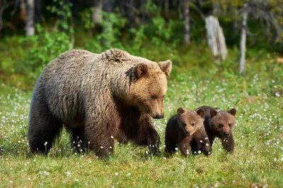 Гималайский медведь (Ursus thibetanus) — Зоопарк «Лимпопо» г. Нижний  Новгород – Нижегородский зоопарк