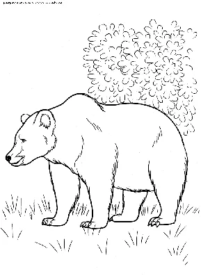 Медведь картинки рисунки обои