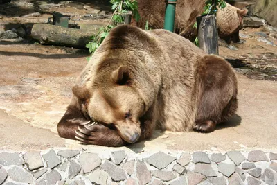 Милый Маленький Плюшевый Медведь Спит В Постели На Зеленом Одеяле, Мишка  Медведь Расслабляется Фотография, картинки, изображения и сток-фотография  без роялти. Image 81855470