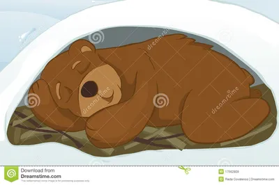 [59+] Медведь спит картинка обои