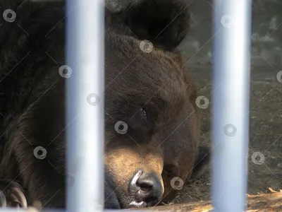 Обои на рабочий стол Бурый медведь гризли спит на гальке, Национальный  заказник Лейк Кларк, США, фотограф Erlend Krumsvik, обои для рабочего  стола, скачать обои, обои бесплатно