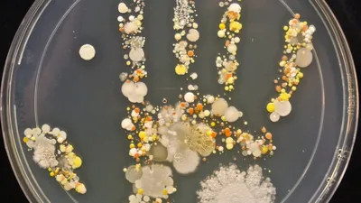 Микробы ? фото для детей под микроскопом: познавательная подборка картинок