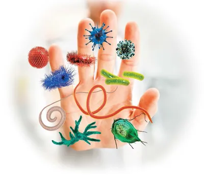 Микробы на руках картинки для детей - 23 фото