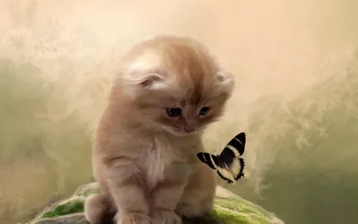 Крылья эльфа-бабочки из АБС-пластика, светящиеся светящиеся крылья бабочки,  игрушка, милые движущиеся крылья бабочки, детский подарок – лучшие товары в  онлайн-магазине Джум Гик