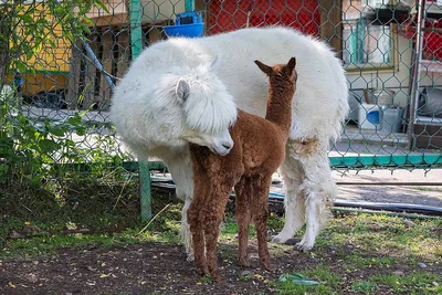 Альпака парк (ферма) в Москве в Крылатском | Alpaca Park