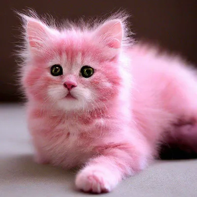 Милые обычные розовые кошки» — создано в Шедевруме