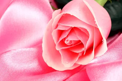 Розовый цвет - красивые картинки (71 фото)