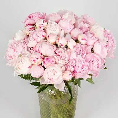 Нежно-розовые пионы Сара Бернар | Купите красивые нежно-розовые пионы в  Екатеринбурге