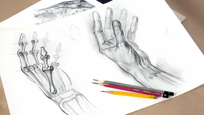 Рисуем человека. Руки» — новый блок мини-курсов Дарьи Остапенко. Блог школы  рисования