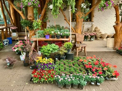 Мир Растений» 🌳 Питомник и садовый центр в Новой Быковке