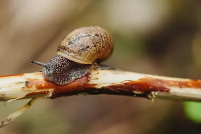 eyenlip Крем восстанавливающий для кожи вокруг глаз с муцином улитки | 30мл  | Pure Snail Recovery Eye Cream