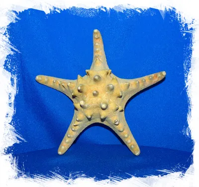 Небольшая морская звезда в Palm, а укомплектовывает человеку руку Стоковое  Фото - изображение насчитывающей естественно, конец: 198449160