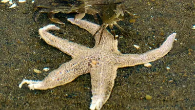 Мертвая морская звезда обнаружила на берегу моря Стоковое Изображение -  изображение насчитывающей будут, волны: 169423445