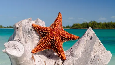 Морская звезда отдыхает На берегу …» — создано в Шедевруме