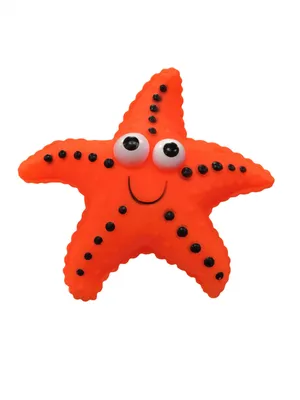 Морская звезда на берегу моря Stock Photo | Adobe Stock