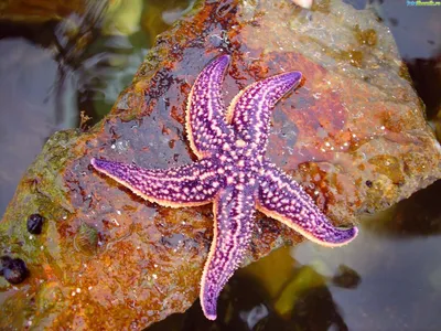 Морская звезда детский рисунок - 68 фото