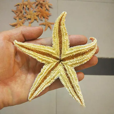 Морская Звезда N2