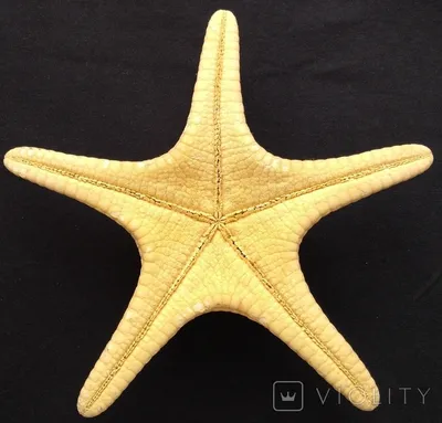 Серьги гвоздики морская звезда 15 мм — купить в магазине BOHOANN 💍  Современное ювелирное искусство