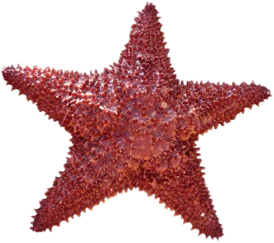 Каталог06-002 Морская звезда ''2-3'' филиппинская от магазина Морские  сувениры