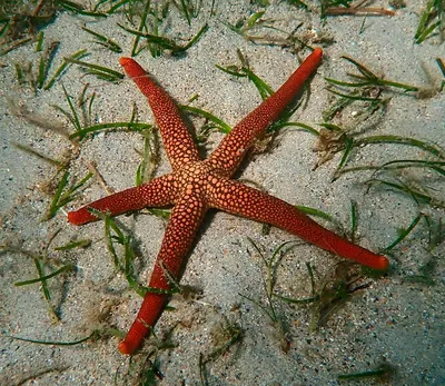 Изолированный Морская Звезда Море - Бесплатное фото на Pixabay - Pixabay