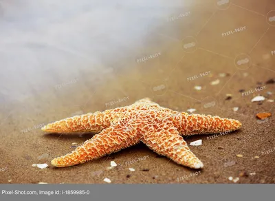 Сувенир Морская звезда (дерево), H33,5x27x5см, натуральный купить недорого  с доставкой по Москве в интернет-магазине Азалия Декор