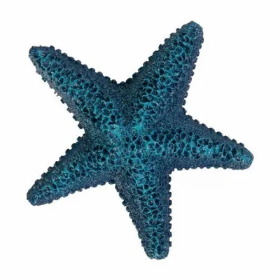 морская звезда отдыхает на вершине океана с водорослями, морская звезда  картинки, морская звезда, крупный план фон картинки и Фото для бесплатной  загрузки