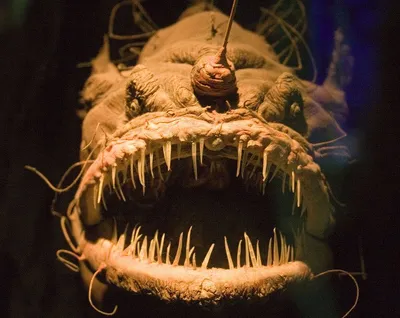 Морское чудовище в черном море - 64 фото