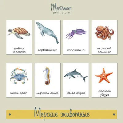 Морские животные - трехчастные карточки Монтессори купить и скачать