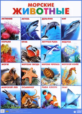Морские животные. Плакат. Купить книгу за 53 руб.