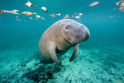 Обитатели морей и океанов 🐠 Развивающие мультики 🐟 Морские животные 🐬  Подводный мир - YouTube