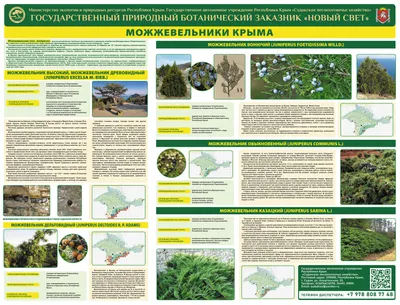 🌱 Можжевельник китайский Stricta по цене от 500 руб: саженцы, крупномеры -  купить в Москве с доставкой - интернет-магазин Все Сорта