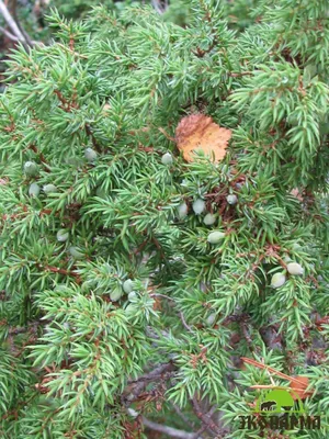 Juniperus communis 'Extra Gold Cone', Можжевельник обыкновенный 'Экстра  Голд Кон'