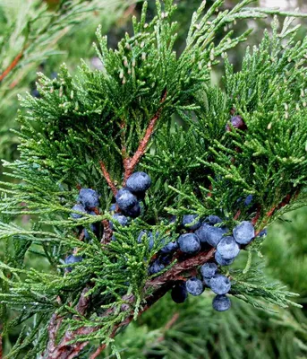 Можжевельник скальный Блу арров (Juniperus scopulorum Blue Arrow), цена в  Перми от компании Питомник Макаровых