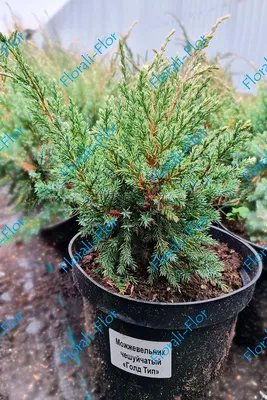 Можжевельник обыкновенный Хиберника ( Juniperus communis Hibernica ) -  купить в Киеве и области, справедливая цена - Green Garth (Грин Гарт)