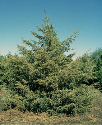 Можжевельник обыкновенный Сентинел Juniperus communis Sentinel - купить  декоративные и хвойные растения с доставкой по Украине в магазине Добродар