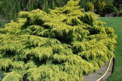 Можжевельник горизонтальный Прострата 🌲 купить с доставкой курьером,  почтой, самовывоз в 52 городах, цены и фото