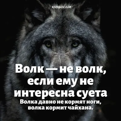 МУДРОСТЬ ВОЛКА - МУДРОСТЬ ВОЛКА added a new photo.