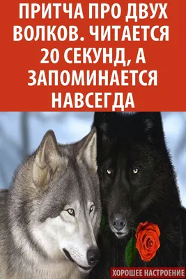 Подпишись, набирайся мудрости ☝️🐺 #цитатыволка #волк #мысливолка #волки  #безумноможнобытьпервым #мудростьволка #волки🐺 #volkparapapapam… |  Instagram