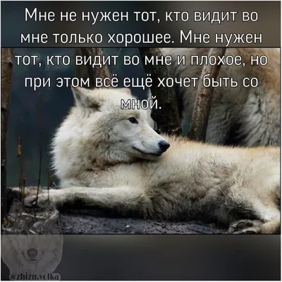 Мудрость волка: сила для защиты, а не для нападения» — создано в Шедевруме