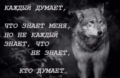 Священные животные + Мудрость природы | Леди Волк - купить с доставкой по  выгодным ценам в интернет-магазине OZON (771521917)