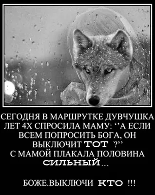 Волк насмерть загрыз пенсионерку, хищники нападают на людей в России - 24  января 2024 - НГС.ру